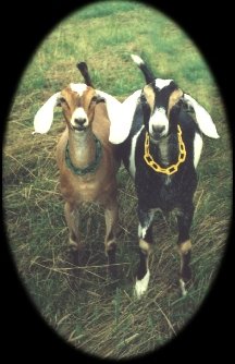 Two Goats